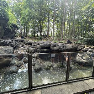 North American Black Bear