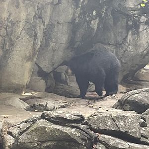 North American Black Bear
