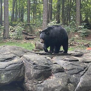 North American Black Bear
