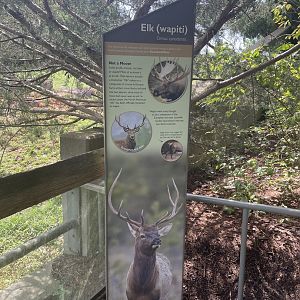 Elk (wapiti) Signage