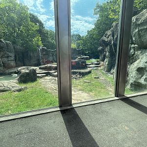 Grizzly Bear Enclosure (No Show)