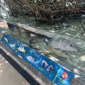 Jun. 2023- Mangrove snappers and Hardhead catfish