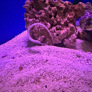 Jun. 2023- Messmate pipefish