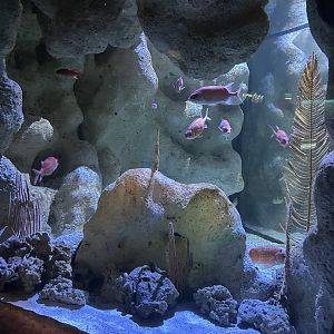 Jun. 2023- Squirrelfish tank