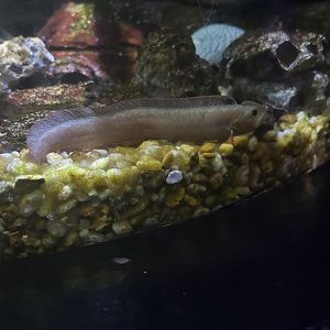 Jun. 2023- Penpoint gunnel