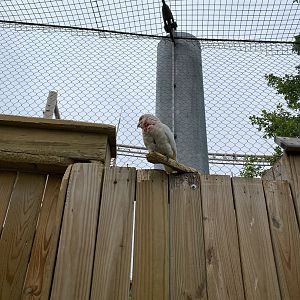 Little Corella Cockatoo - 6/12/2023