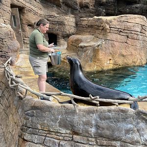 Sea Lion Chat - 6/13/2023
