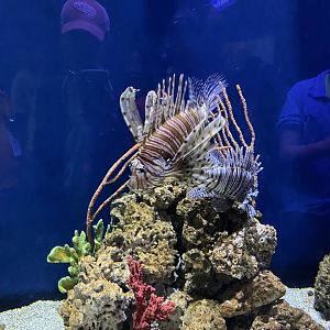 Lionfish Tank - 6/13/2023