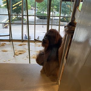Orangutan - 6/13/2023