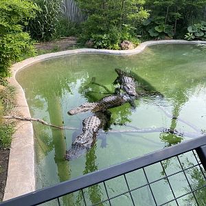 American Alligators - 6/14/2023