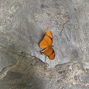 Julia Butterfly - 6/16/2023