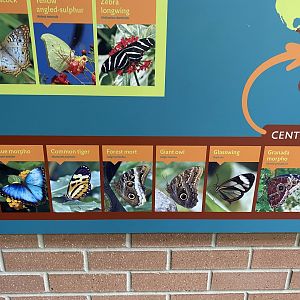 Butterfly Signage - 6/16/2023