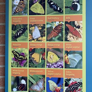 Butterfly Signage - 6/16/2023