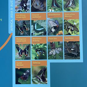 Butterfly Signage - 6/16/2023