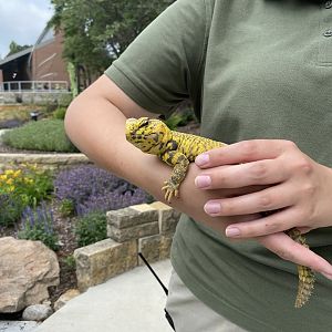 Uromastyx sp. - 6/16/2023