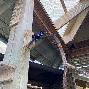 Green Woodhoopoe - 6/4/2023