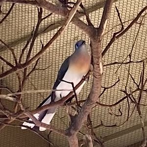 Crested Coua - 6/4/2023