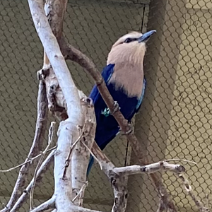 Blue-Bellied Roller - 6/4/223
