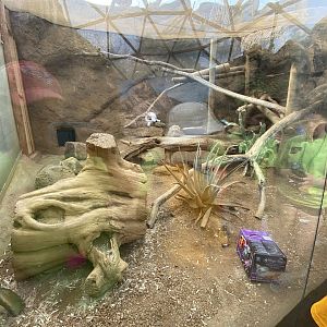 Sand Cat Exhibit - 6/15/2023