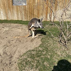 Red Kangaroo - 3/30/2023
