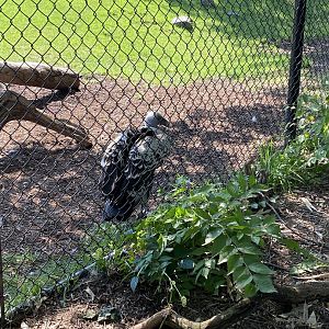 Rüppell’s Griffon Vulture - 6/4/2023