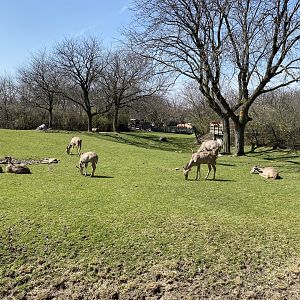 Greater Kudu - 3/30/2023