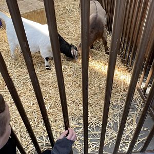 Boer Goats - 3/30/2023