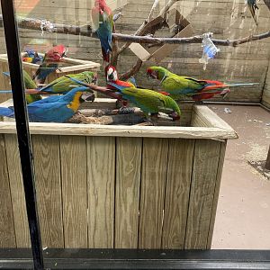 Macaws - 3/30/2023