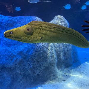 Green Moray Eel - 7/25/2022