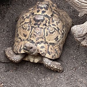 Leopard Tortoise - 7/25/2022