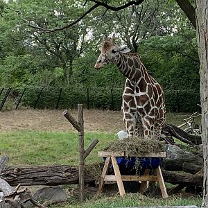 Reticulated Giraffe - 7/25/2022