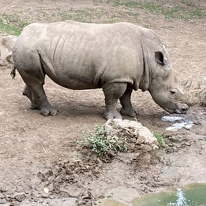 Southern White Rhinoceros - 7/25/2022