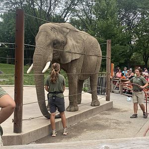 African Savannah Elephant - 7/25/2022