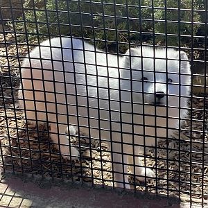 Arctic Fox - 2/12/2023