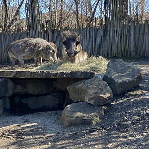 Common Warthog - 2/12/2023