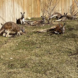 Red Kangaroo - 2/12/2023
