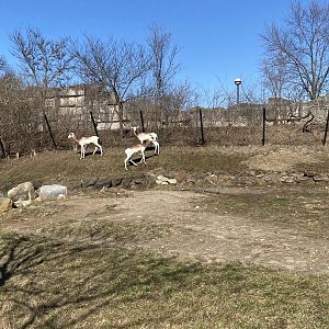 Addra Gazelle - 2/12/2023