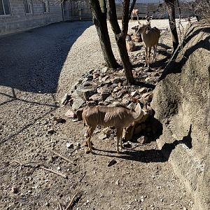 Greater Kudu - 2/12/2023