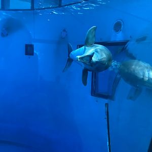 Smiling Bottlenose Dolphin - 2/12/2023