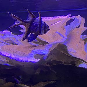 Banggai Cardinalfish - 2/12/2023