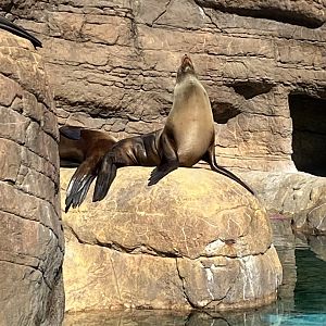 California Sea Lion - 2/12/2023
