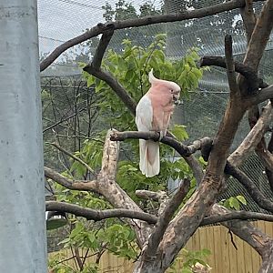 Major Mitchell’s Cockatoo - 7/25/2022