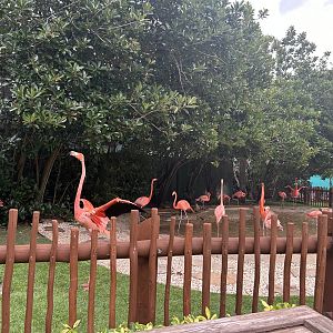 Jun. 2023- American flamingos