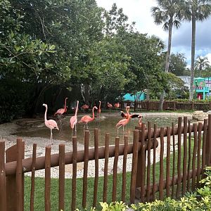 Jun. 2023- American flamingos