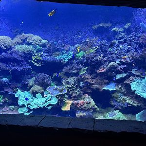 Jun. 2023- Manta reef tank