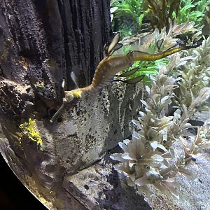 Jun. 2023- Weedy seadragon