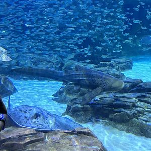 Jun. 2023- Zebra shark, Black-blotched stingray, and Scaled sardines
