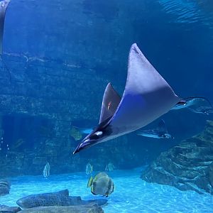 Jun. 2023- Lesser devil ray