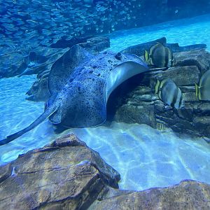 Jun. 2023- Black-blotched stingray and Orbicular batfish