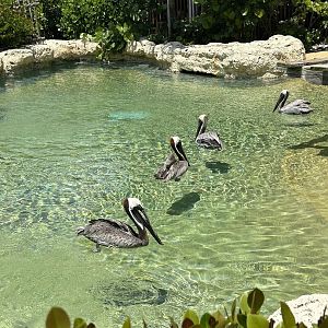 Jun. 2023- Brown pelicans